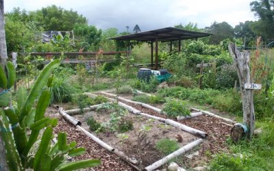 10 conseils pour faire un jardin en permaculture